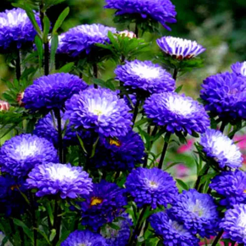 Aster- Blue and White Bicolor 30 Seeds - Comb. S/H See our store!