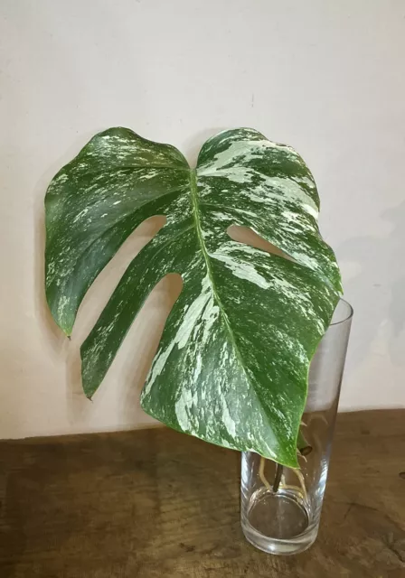 Monstera deliciosa borsigiana variegata ante finestra panaschiato