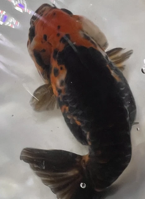 LIVE pond goldfish  Fish~ Goldfish Ranchu goldfish koi pond 3.75 Inch