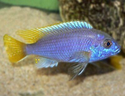 Yellow tailed Acei 2-2.5 inch (group of 4) African Cichlid Mbuna Lake Malawi