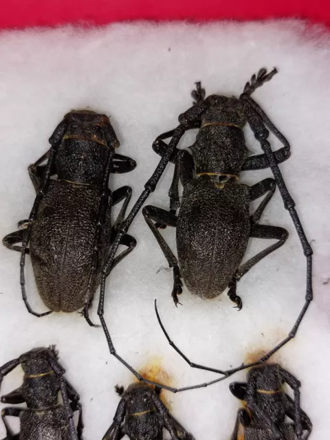 1Pair Morimus vericundus  Cerambycidae,