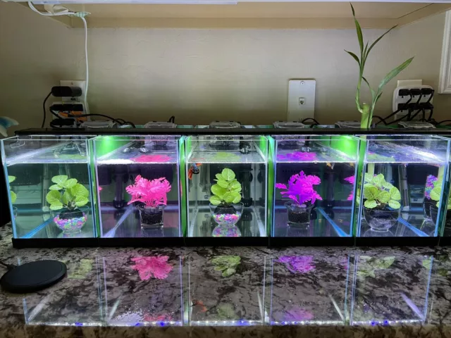 5 Betta Fish Tank