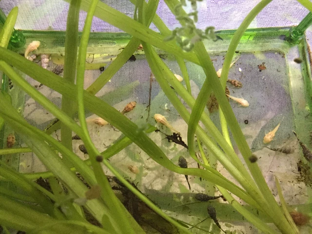 (5) Mixed Albino/Brown Bristlenose Pleco Fry