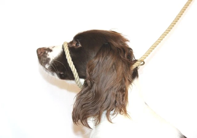 Figura antitirón 8 plomo perro - cuerda marina suave (cuello de cabeza halter) 2 colores