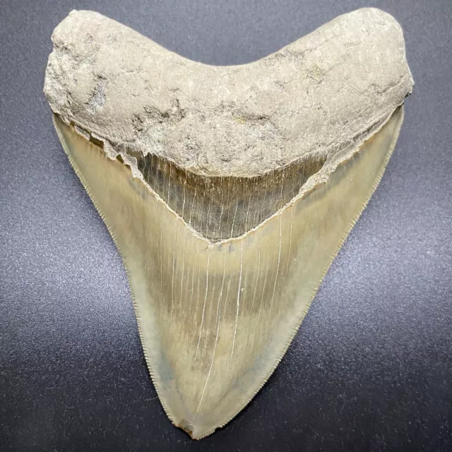 Spectacular Light Gray Sharply Serrated 4.64" Fossil MEGALODON Shark Tooth