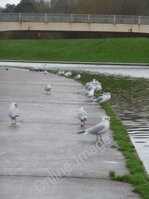 Photo 6x4 Exeter : Seagulls on the Exe Flood Relief  Channel Riverside Pa c2009