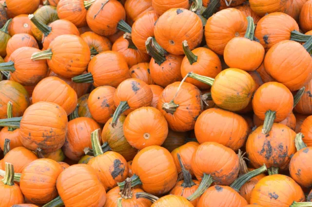 PUMPKIN SMALL SUGAR 10+ Seeds HEIRLOOM Vegetable Garden SQUASH easy PIE canning