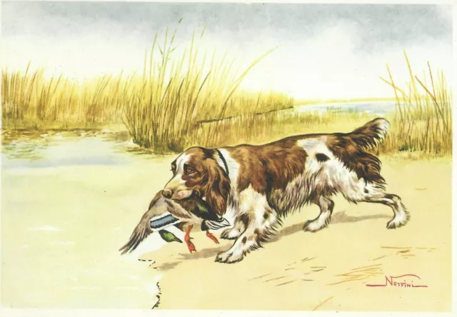 1930s Era Italy Dog Art Print NORFINI Postcard ENGLISH SPRINGER SPANIEL w DUCK