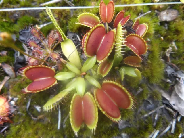 2023-120 Venus Flytrap, Dionaea seeds- Purple Ambush, DCXL, B52, Big Jaws, Angel