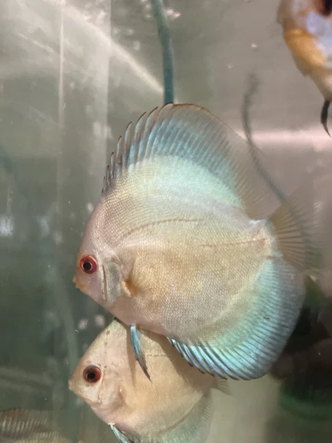 6 Blue  Diamond Discus Fish 2.75-3” By Sair Discus