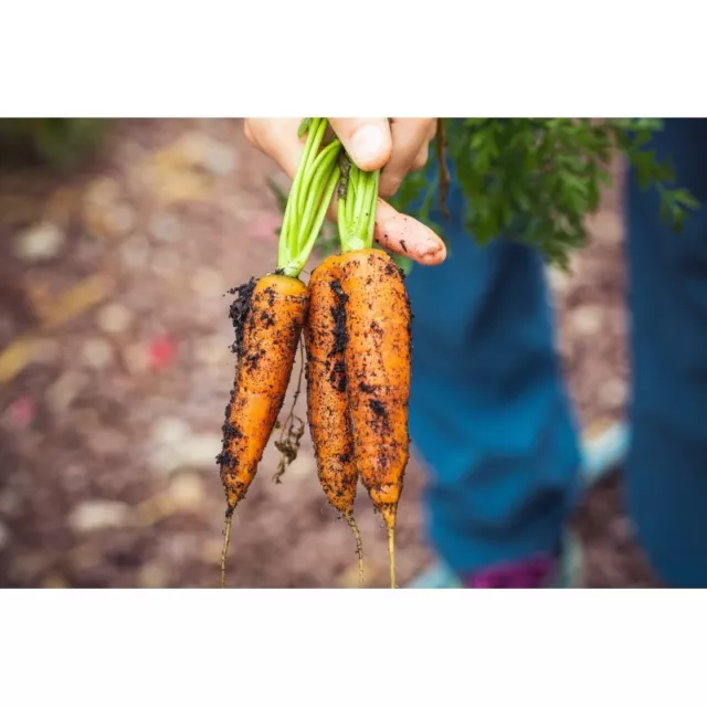 Lot de 500 Graines de Carottes Muscade - 100% Françaises et Reproductibles