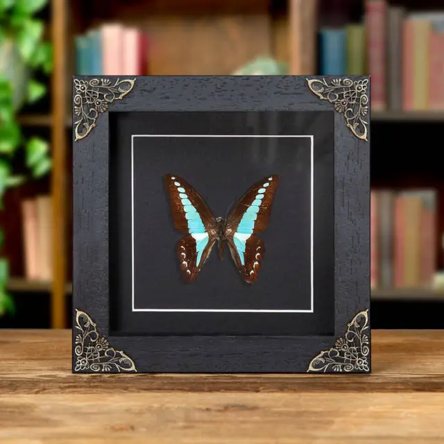 Blue Triangle Butterfly Taxidermy In Baroque Style Frame (Graphium sarpedon)
