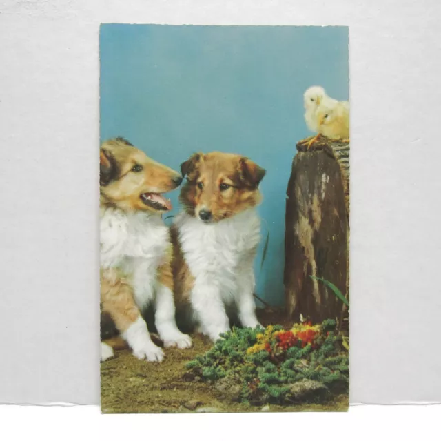 Postcard Vintage Man's Best Friend Dog Animal Collie Companion Family Puppies