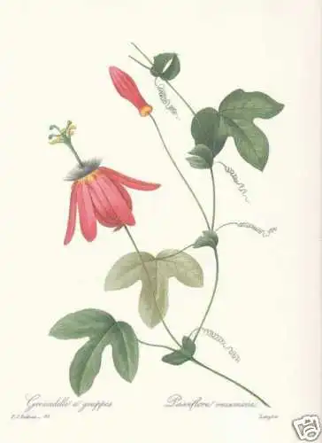 Passionsblume - Passiflora racemosa FAKSIMILE 1833