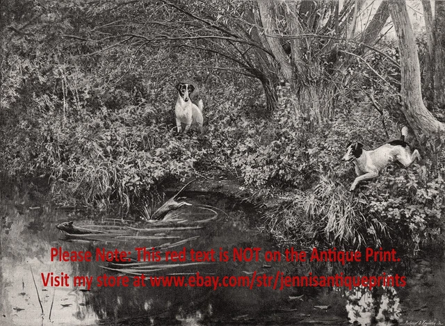 Dog Rat Terriers Hunting Rats in the Forest Stream, 1890s Antique Print