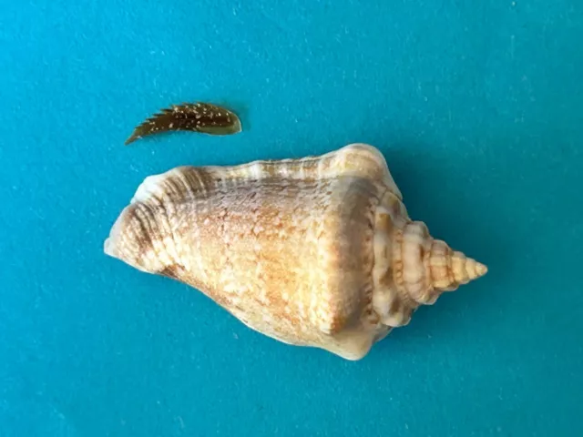 Seashell Strombus Mutablis F+++ 21-33 Mm