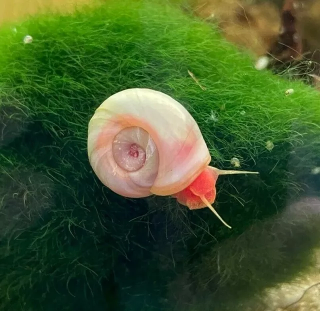 Pink Pearl Ramshorn Snails Blue Leopard HIGH GRADE UK BRED Fresh Water Tropical