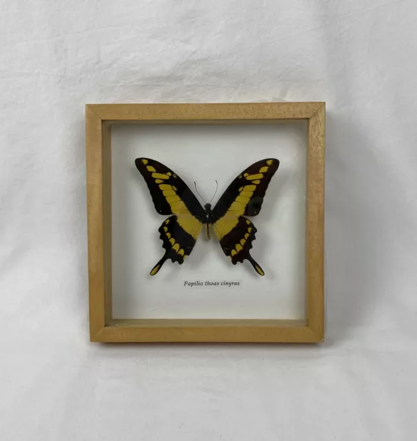 Framed Real King Swallowtail Moth Insect Butterfly Papilio Thoas Cinyras Display