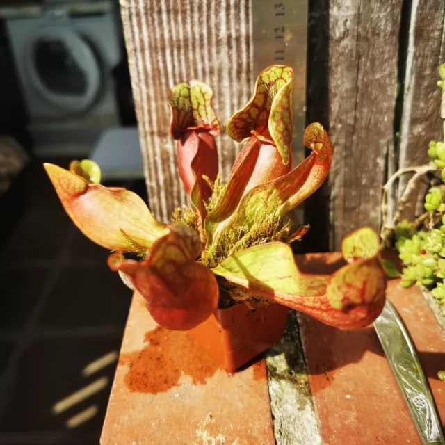 SARRACENIA Purpurea, seedgrowing