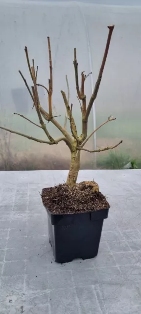 Bonsai,  Eschenbaum , Fraxinus excelsior im 2 Liter Topf