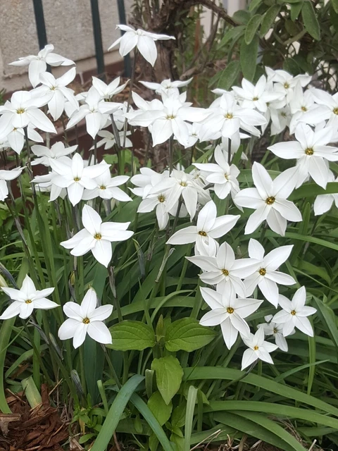 1000 Graines De Pavot D'Orient - Fleurs Jardins Plantes - Méthode BIO - Foto 3
