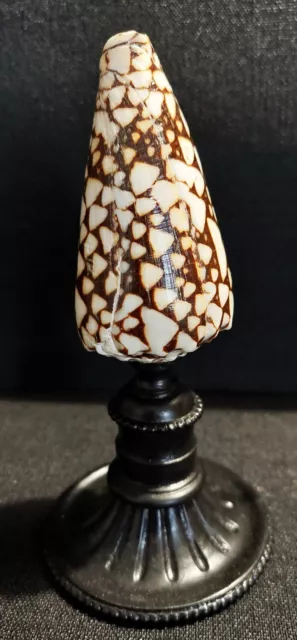 Cabinet de Curiosités coquillage conus marmoreus sur socle