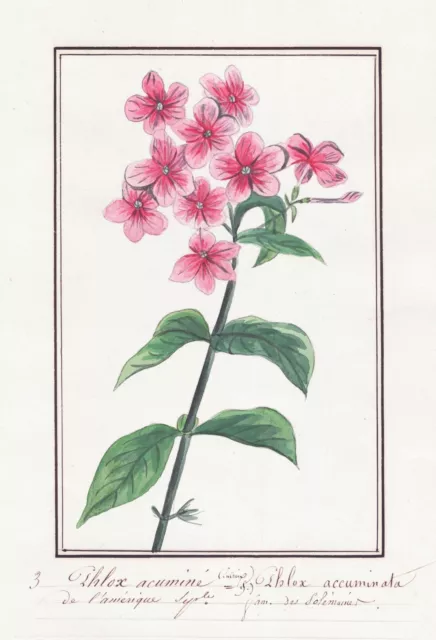 Phlox Flammenblume Botanique Fleurs Flower Botany Aquarelle Drawing 1830