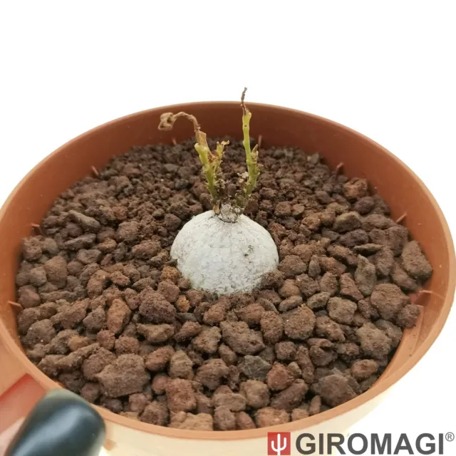 Ipomoea simplex イポメア POTØ8.5cm - GIROMAGI Cactus & Succulent Plants