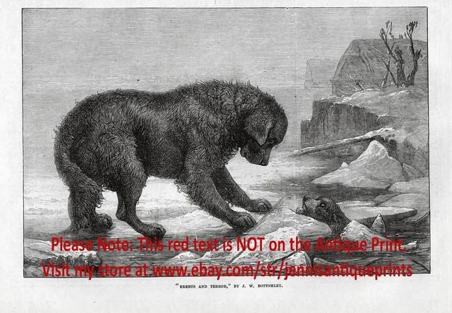 Dog Newfoundland Mother Helps Pup Who Has Fallen Through Ice 1870s Antique Print