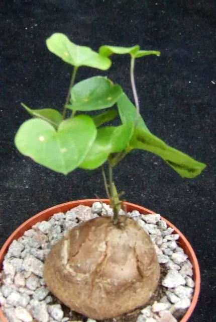 Dioscorea Elephantipes 3.6cm caudex collectors South African succulent / cactus
