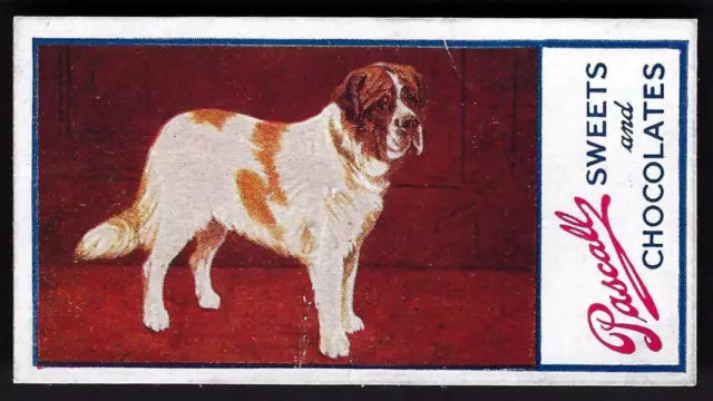 Pascall - Dogs - #4 St Bernard