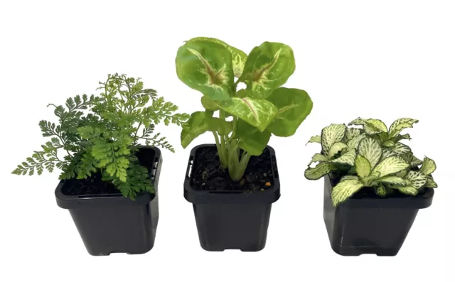 3 x Terrarium Plants - Assorted 7cm Pots - Ferns Syngoniums and More