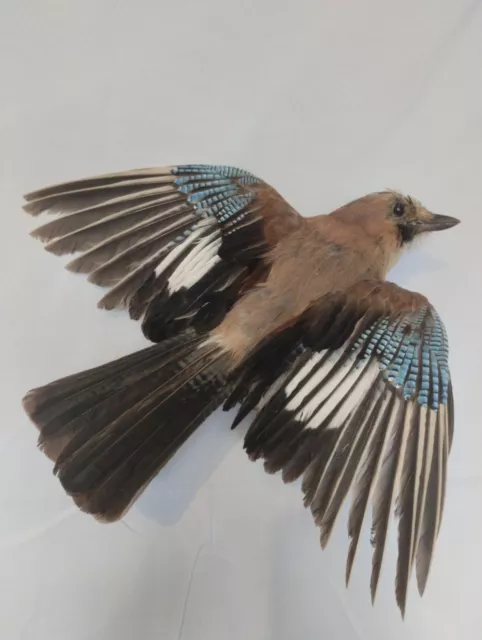 Taxidermy Off A Real Stuffed Jay