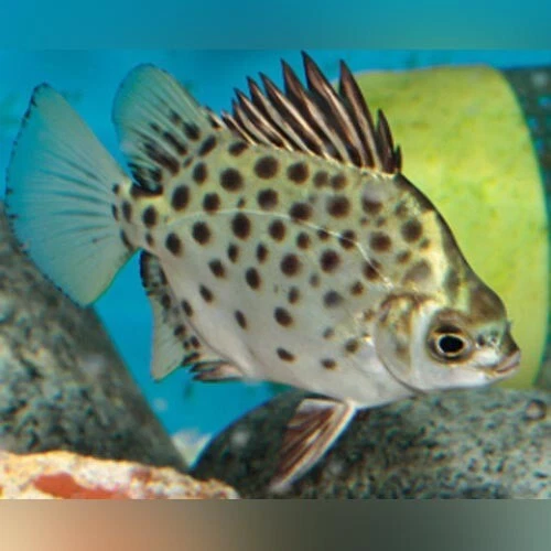 1 Live Green Scat Premium Freshwater Tropical Fish High Quality Grade A+++