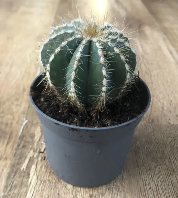 Notocactus Magnificus | Cactus Succulent | Parodia Magnifca | Rooted 6cm Pot