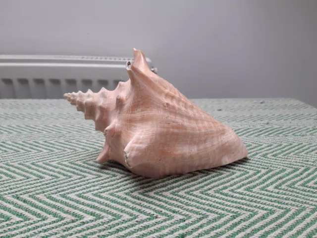 Conch Shell, Large
