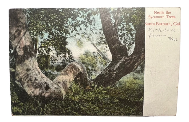 1907 SANTA BARBARA CALIF NEATH THE SYCAMORE TREES Postcard Colorized B1