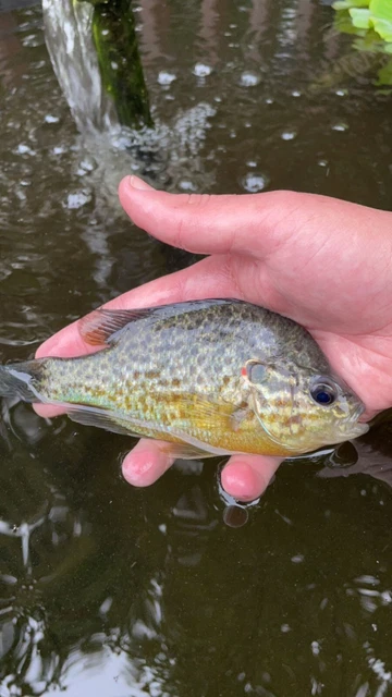 5” PUMPKINSEED SUNFISH live freshwater aquarium pond fish *PLS READ DESCR*