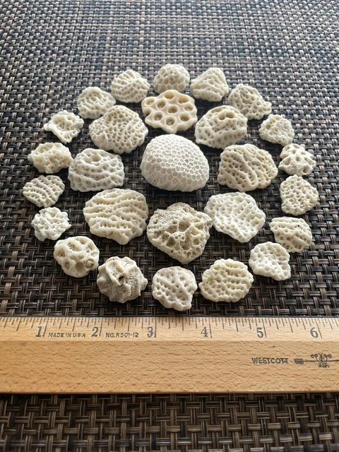 Dried Brain CORALS Fossil Beach Ocean Sea Reef Fish tank Aquarium decoration