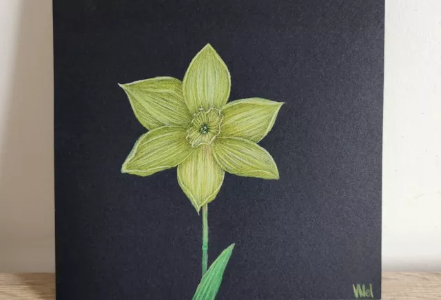 Yellow Daffodil Pencil Drawing Flower Drawing Flower Drawing Art Floral Art