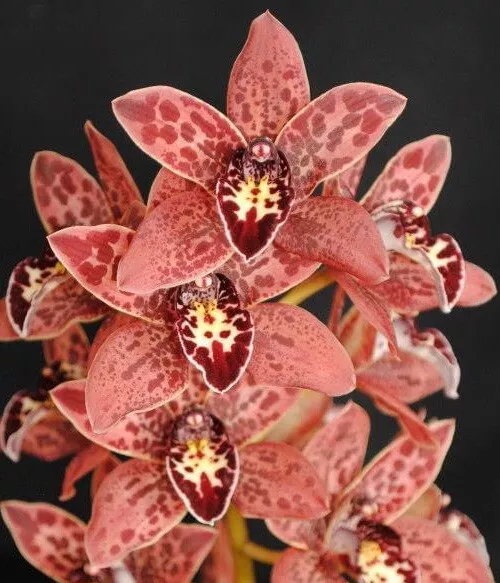 Cymbidium Orchid - Canned Magic 'Kobe' - With 3 X Flower Spikes In A 125mm pot