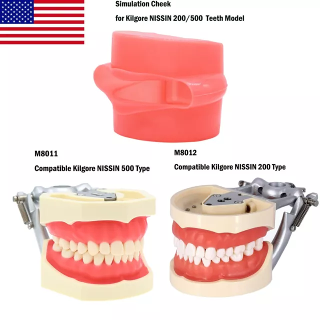 US Dental Tooth Model With Removable Teeth Fit Kilgore NISSIN 200/500 Type AG3