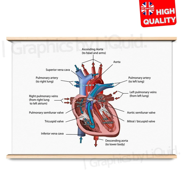 MEDICAL POSTER - The Human Skin Anatomy Educational Doctor Picture ...