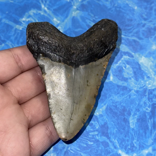 Megalodon Shark Tooth 3.72” Huge Teeth Big Meg Scuba Diver Direct Fossil Nc 8119 2