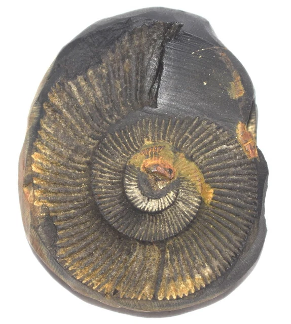 Shelligram Sea Shell KESHAV SHALIGRAM / Keshava Salagram - Gandaki River Nepal £127.07 ...