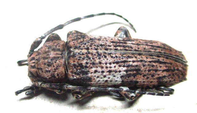 N004 PA : Cerambycidae: Niphona species? 21mm**********************************