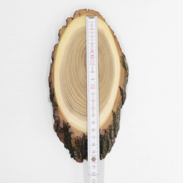 3 Pieza Escudo de Trofeo Acacia Af 15 CM Muy Pequeño Corzo Cornamenta Baumschild 3