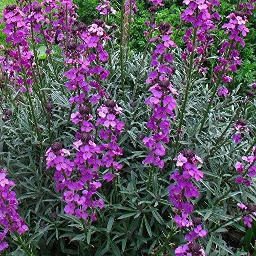 Erysimum 'Bowles Mauve' Perennial Wallflower LARGE Plug Plants Pack x6