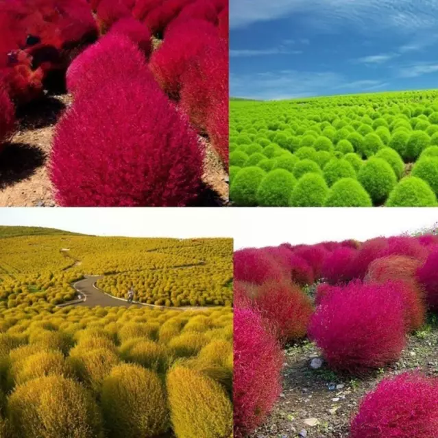 200PCS Seeds Kochia Scoparia Burning Bush Grass Green Red Mixed Ornamental Shrub