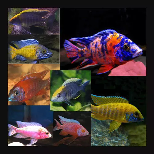 Assorted Peacock Malawi Cichlids 4/5cm- Pack of 15 Fish- Tropical Fish